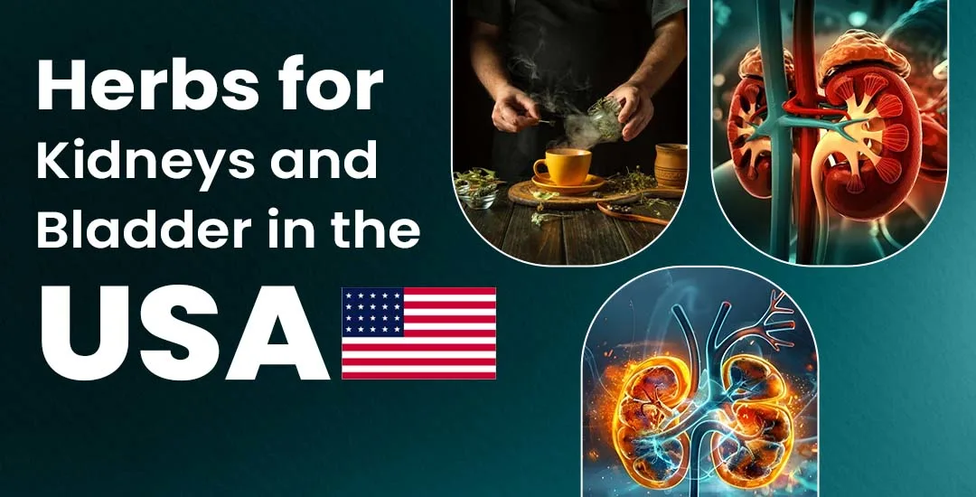 Best Herbs for Kidneys and Bladder in the USA